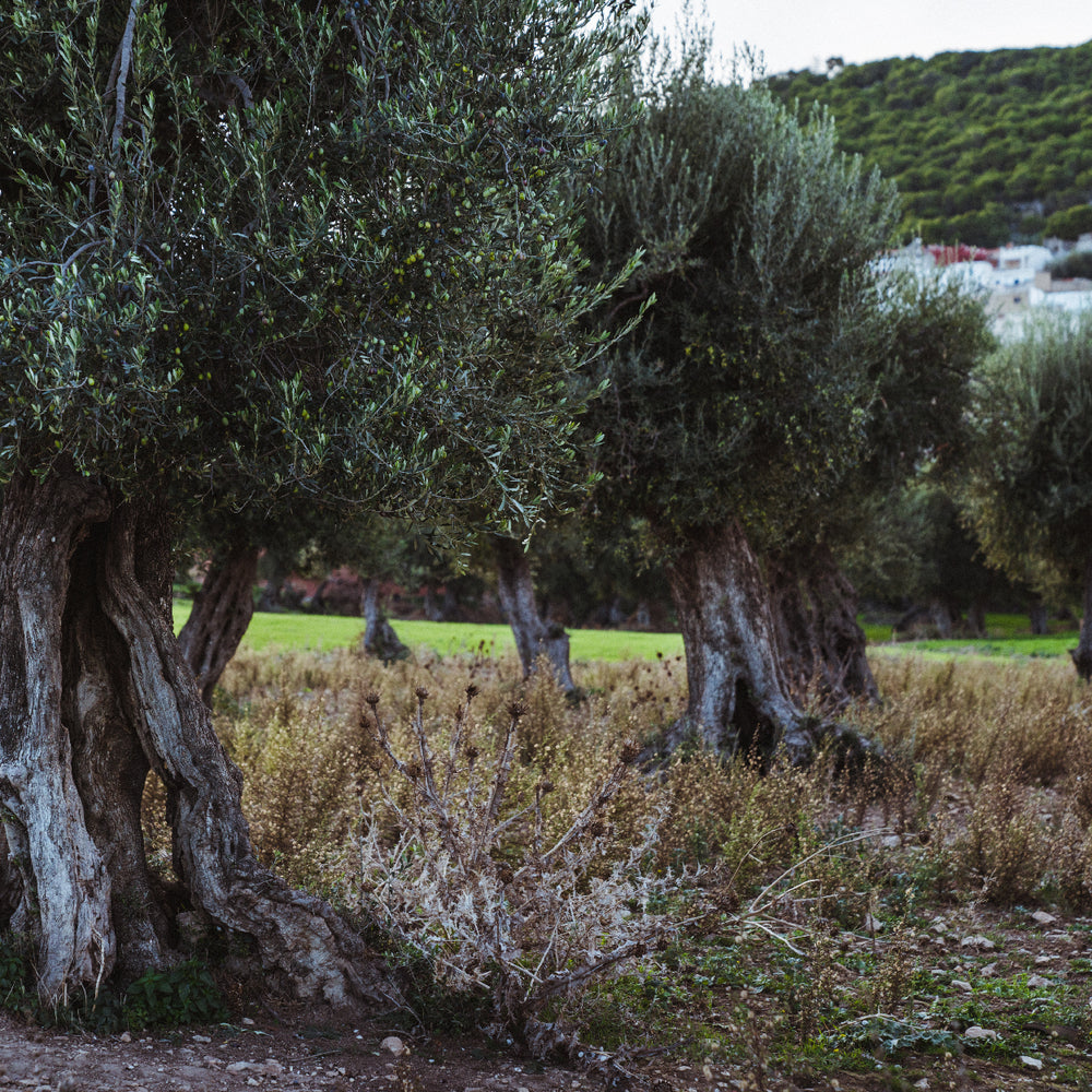 Huile d'olive extra vierge biologique non filtrée